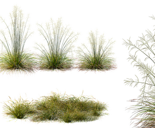 AV 20 different grass Stipa arundinacea Anemanthele lessoniana and Stipa arundinacea Sweet Grass