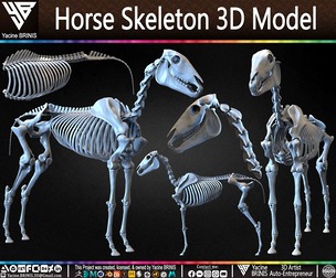 Horse Skeleton 3D Model