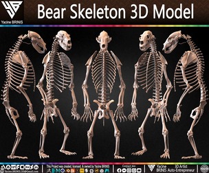 Bear Skeleton 3D Model