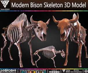 Modern Bison Skeleton 3D Model
