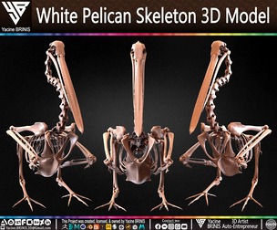 White Pelican Skeleton 3D Model