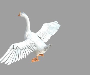 PBR goose Large white goose large goose Swan house goose bird du