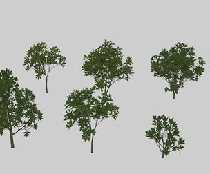 PBR Fruit trees Loquat trees Loquat trees Trees Farm orchard Mango tr