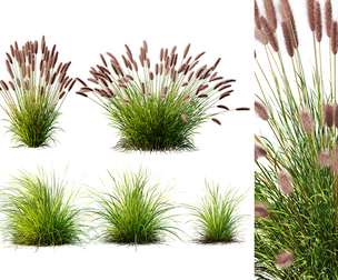 AV 6 different grasses Pennisetum Fountain Hameln and Carex Elata Aurea Grass Version2
