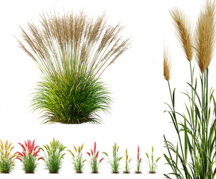 AV 11 different Grasses