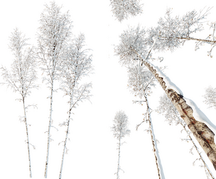 AV Plants Betula Pendula Winter Snow