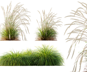 AV Calamagrostis Acutiflora Karl Foerster and Carex Elata Aurea Grasses