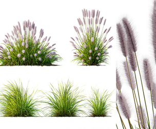 AV 6 different Grasses Pennisetum Fountain Hameln and Carex Elata Aurea