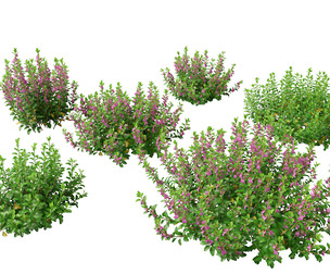 (Highpoly+Low Poly) Teucrium chamaedrys - wall germander