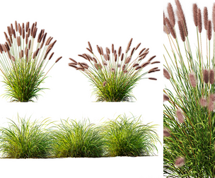 AV 6 different grasses Pennisetum Fountain Hameln and Carex Elata Aurea Grass Version2