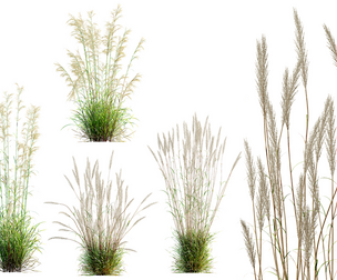 AV Celtica Gigantea Stipa Golden Oats and Calamagrostis Acutiflora Karl Foerster grasses