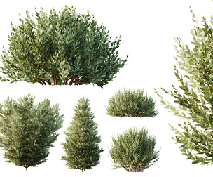 AV 9 different Montra Olive Bush