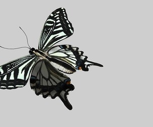 PBR Next generation butterfly swallowtail insect citrus Papili
