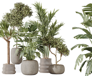 AV Indoor plants set 183 Olive Tree and Yucca Gigantea and Areca Palm and Giant Monstera Deliciosa