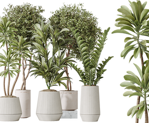 AV Indoor plants set 184 Olive Tree and Zamiifolia and Lemon Lime Cane Dragon and Euphorbia