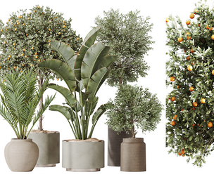 AV Indoor plants set 185 Olive and Mandarin Fruit Orange Tree and Areca Palm and Banana Nicolai