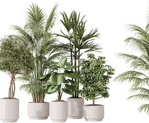 AV Indoor plants set 186