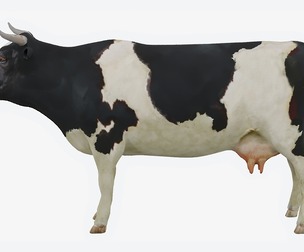 Spotted cow