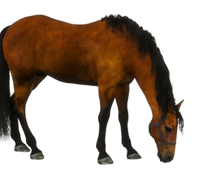 A horse in the pasture