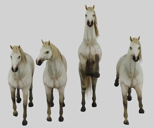 Horse set in 4 Poses