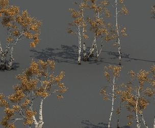 Birch deciduous tree Field plant Forest plant tree Park plant
