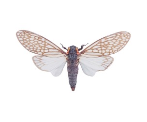 Ambragaena Palatinus China