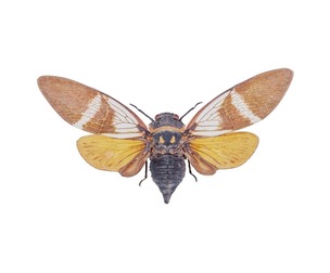 Anhamia Floridula Vietnam