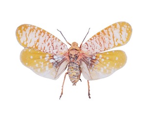 Aphaena Submaculata Cambodia