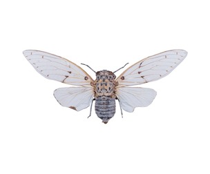 Ayuthaia Spectabile Thailand