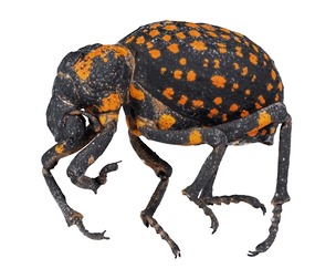 Brachycerus Ornatus