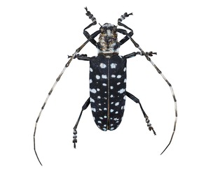 Calloplophora Sollii