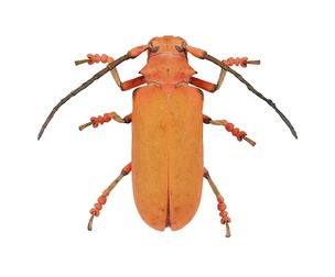 Cerambycidae Joessi Sanguinolenta