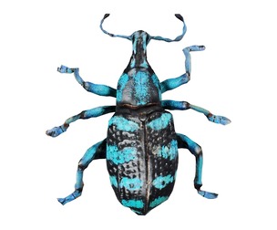 Eupholus Quinitaenia