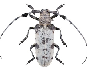 Longhorn Beetle Cerambycidae