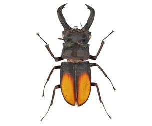 Lucanus Cervus Stag Beetle