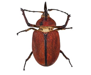 Melolontha Melolontha Cockchafer