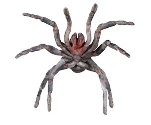 Opelma Minax Spider Tarantula