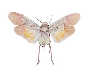 Penthicoides Farinosa Borneo