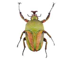 Phyllopertha Horticola Rose Beetle