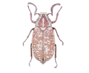 Phyllophaga Greek July Beatle