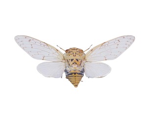 Platyloma Radah India