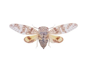 Platypleura Fulvigera Singapore