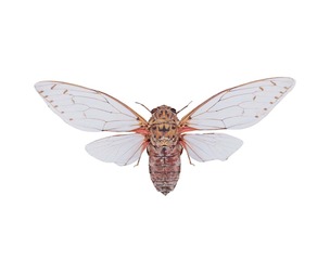 Pomponia Imperatoria Malaysia