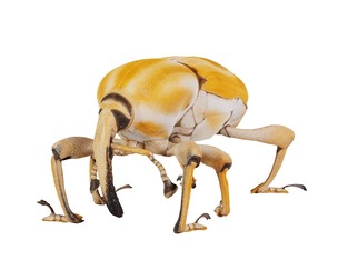Poteriophorus Monilifasciatus