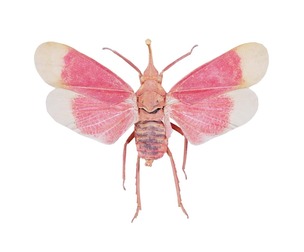 Pyrops Hamdjahi Peleng