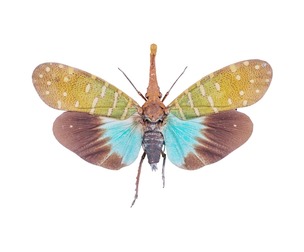 Pyrops Pyrorgyncha Borneo