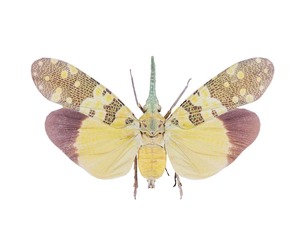 Pyrops Spinolae Cambodia