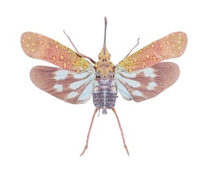 Saiva Gemmata Laos