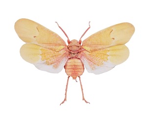 Scamandra Sanguiflua Sulawesi