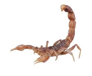 Scorpio Maurus Palmatus Scorpion